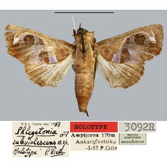 /filer/webapps/moths/media/images/S/subviolescens_Phlegetonia_HT_MNHN.jpg