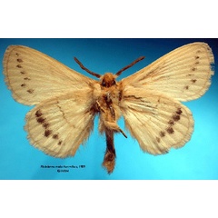 /filer/webapps/moths/media/images/M/media_Philotherma_HT_SNHMb.jpg
