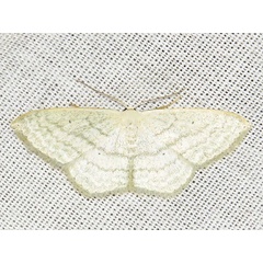 /filer/webapps/moths/media/images/H/hectata_Scopula_A_Braun.jpg