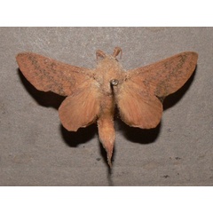 /filer/webapps/moths/media/images/M/meloui_Pallastica_AM_Goffa_01.JPG