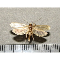 /filer/webapps/moths/media/images/V/vastellus_Ceratophaga_A_Goff.jpg