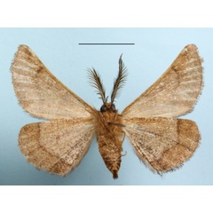 /filer/webapps/moths/media/images/T/trisecta_Palaeonyssia_A_MGCLb_01.JPG