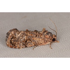 /filer/webapps/moths/media/images/L/leucotreta_Thaumatotibia_A_Heyns_01.jpg