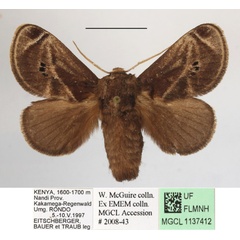 /filer/webapps/moths/media/images/A/anacompa_Teinorhyncha_A_MGCLa_02.jpg