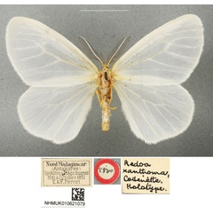 /filer/webapps/moths/media/images/X/xanthoma_Redoa_HT_BMNHa.jpg