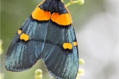 Egybolis vaillantina