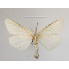 /filer/webapps/moths/media/images/I/impuncta_Lacipa_AM_MGCLb_01.JPG