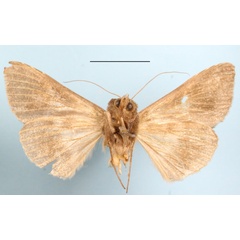 /filer/webapps/moths/media/images/A/allocota_Stigmoplusia_A_MGCLb_01.JPG