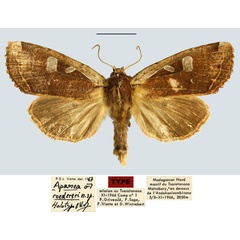 /filer/webapps/moths/media/images/R/roedereri_Apamea_HT_MNHN.jpg