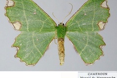 Archichlora rectilineata