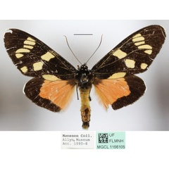 /filer/webapps/moths/media/images/L/longipennis_Heraclia_AM_MGCLa_01.JPG