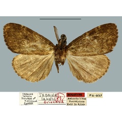 /filer/webapps/moths/media/images/L/lakato_Jabaina_HT_MNHN.jpg