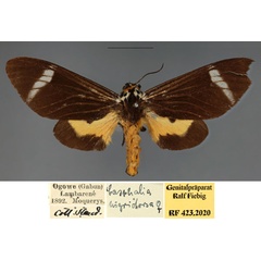 /filer/webapps/moths/media/images/E/extranea_Casphalia_AF_MfN.jpg