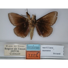 /filer/webapps/moths/media/images/S/sassana_Falcimala_HT_RMCA_02.jpg