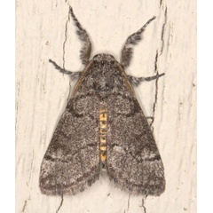 /filer/webapps/moths/media/images/X/xanthosoma_Lymantriades_AM_Heyns_02.jpg