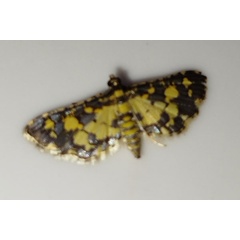 /filer/webapps/moths/media/images/B/bracteolalis_Eurrhyparodes_A_Abdul.jpg