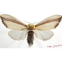 /filer/webapps/moths/media/images/O/orientalis_Rigema_A_Alberta_01.jpg