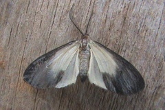 Terina ochricosta