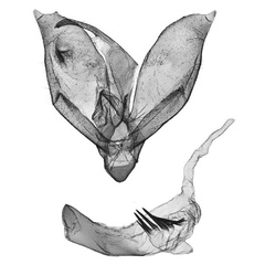 /filer/webapps/moths/media/images/A/arktos_Tumicla_GMHT_ANHRT_AV3042.jpg