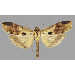/filer/webapps/moths/media/images/O/osica_Thacona_AM_MNHN_01.jpg
