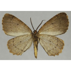 /filer/webapps/moths/media/images/D/dnophera_Menophra_AM_ZSMb.jpg