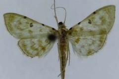 Notarcha viridalis