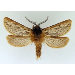 /filer/webapps/moths/media/images/B/butlerii_Gorgopis_AM_TMSA_02.jpg