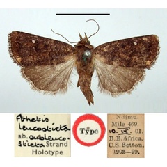 /filer/webapps/moths/media/images/S/subleucosticta_Athetis_HT_BMNH.jpg