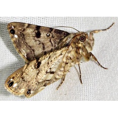 /filer/webapps/moths/media/images/I/incidens_Bareia_A_Braun_10.jpg
