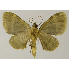 /filer/webapps/moths/media/images/A/altilis_Piercia_AM_ZSMb.jpg