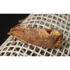 /filer/webapps/moths/media/images/P/peltastica_Cryptophlebia_A_Bippus.jpg