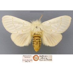 /filer/webapps/moths/media/images/A/albida_Antheua_HT_NHMUK.jpg