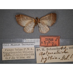 /filer/webapps/moths/media/images/P/pythia_Asthenotricha_HT_RMCA_02.jpg