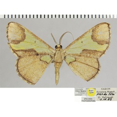 /filer/webapps/moths/media/images/M/manifesta_Zamarada_PTM_ZSMa.jpg