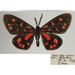 /filer/webapps/moths/media/images/S/sanguinarea_Terina_AM_ZSMa.jpg