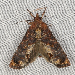 /filer/webapps/moths/media/images/P/peltastica_Cryptophlebia_A_Heynsb.jpg