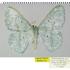 /filer/webapps/moths/media/images/H/holochroa_Epigelasma_PTM_ZSMa.jpg