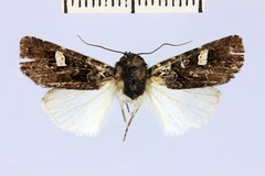 Brithysana pauliani