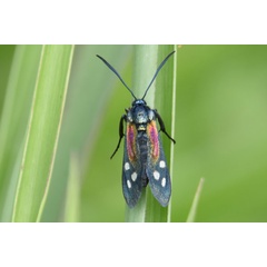 /filer/webapps/moths/media/images/S/scintillans_Lamprochrysa_AF_Ayalewb.jpg