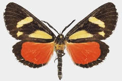 Phaegorista agaristoides