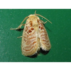 /filer/webapps/moths/media/images/A/amatus_Lepidorytis_A_Goff_02.jpg