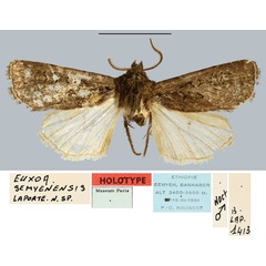 /filer/webapps/moths/media/images/S/semyenensis_Euxoa_HT_MNHN.jpg