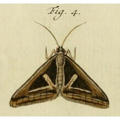 /filer/webapps/moths/media/images/D/deliana_Trigonodes_Stoll_36_4.jpg