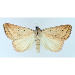 /filer/webapps/moths/media/images/H/helesusalis_Phytometra_AM_TMSA_01.jpg