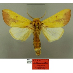 /filer/webapps/moths/media/images/E/editae_Antheua_HT_Schintlmeister.jpg