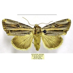 /filer/webapps/moths/media/images/R/rectiradiata_Anedhella_AM_TMSA.jpg