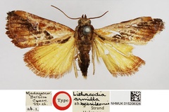 Deltote betsileonis