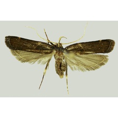 /filer/webapps/moths/media/images/A/angustiala_Thubdora_HT_SDEI.jpg