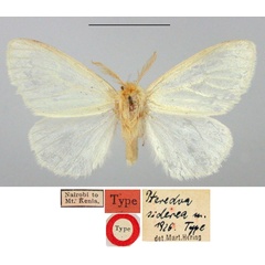 /filer/webapps/moths/media/images/S/siderea_Pterodoa_HT_BMNH.jpg