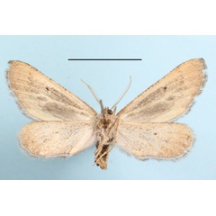 /filer/webapps/moths/media/images/N/nigroviridis_Hebdomophruda_A_MGCLb_01.JPG